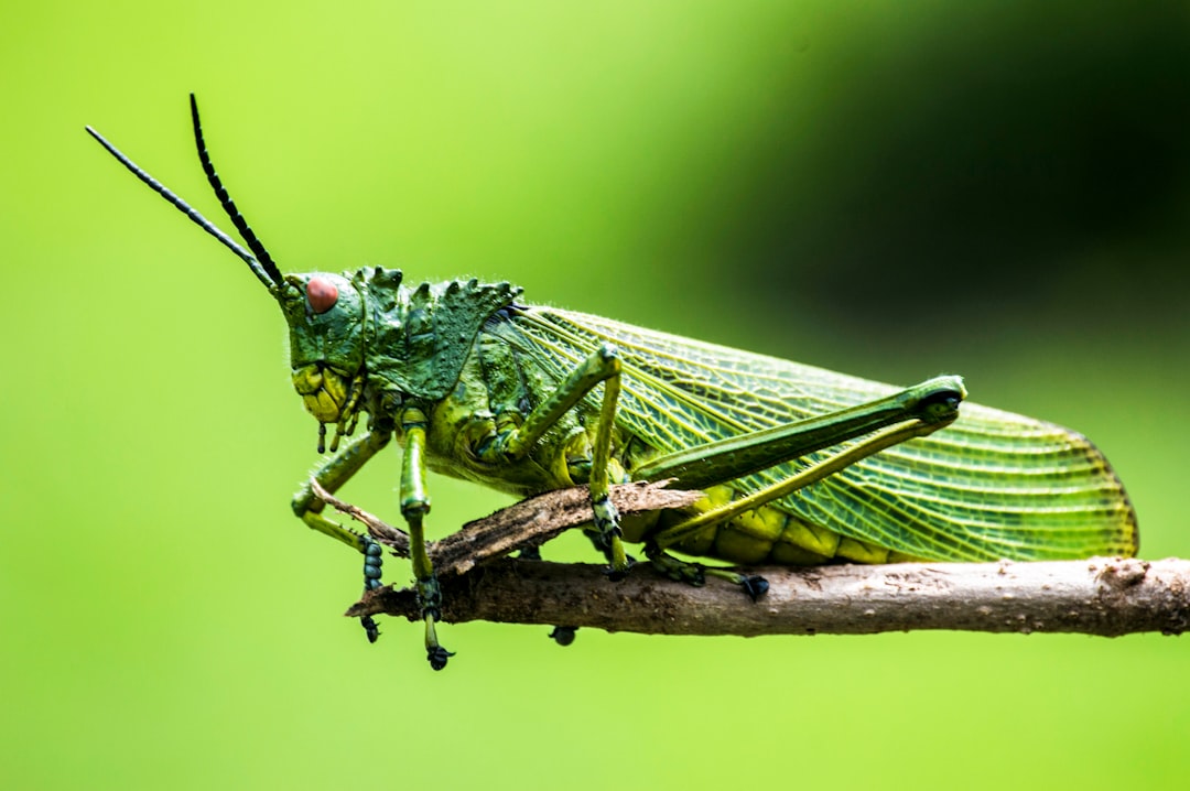 Photo Grasshopper, bite